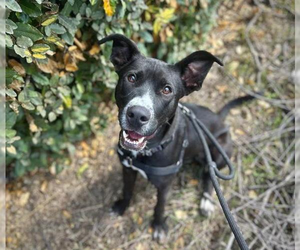 Medium Photo #2 Mutt Puppy For Sale in Petaluma, CA, USA