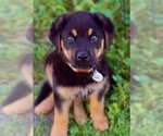 Small #11 German Shepherd Dog Mix
