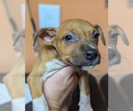 Small #2 Mutt