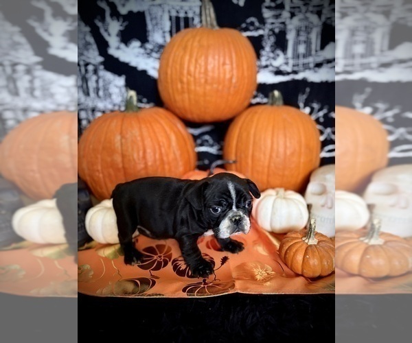 Medium Photo #6 French Bulldog Puppy For Sale in YUCCA VALLEY, CA, USA