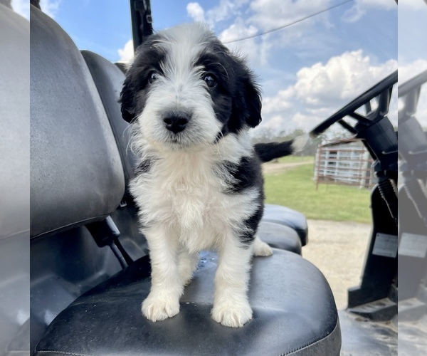 Medium Photo #1 Aussiedoodle Puppy For Sale in AMBROSE, GA, USA