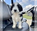 Small Photo #1 Aussiedoodle Puppy For Sale in AMBROSE, GA, USA