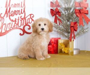 Goldendoodle (Miniature) Puppy for sale in BEL AIR, MD, USA