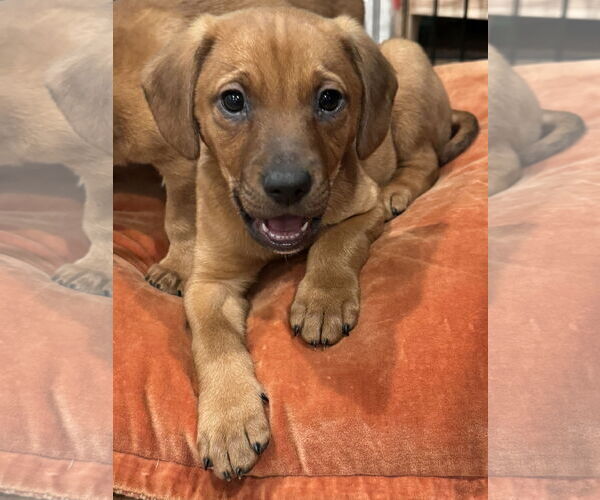 Medium Photo #3 Dachshund-Unknown Mix Puppy For Sale in Plainfield, IL, USA
