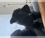 Small #1 American Pit Bull Terrier-Labrador Retriever Mix