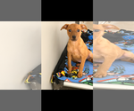 Small #1 Labrador Retriever Mix