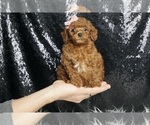 Puppy Amaura AKC Poodle (Toy)