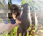 Small Photo #5 American Pit Bull Terrier-Cane Corso Mix Puppy For Sale in SUISUN CITY, CA, USA