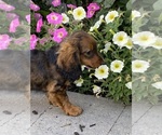 Small #5 Dachshund