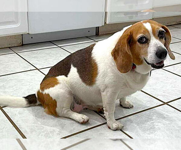 Medium Photo #1 Beagle Puppy For Sale in Dunnellon, FL, USA