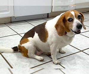Beagle Dogs for adoption in Dunnellon, FL, USA