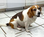 Small Beagle