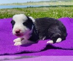 Small Photo #19 Border Collie Puppy For Sale in NORBORNE, MO, USA