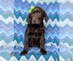 Small #2 Labrador Retriever