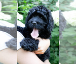 Small #2 Bernedoodle (Miniature)