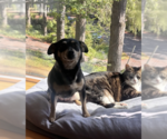 Small #2 Chihuahua Mix