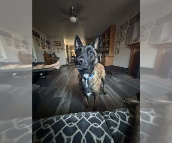 Medium Photo #2 Mutt Puppy For Sale in Imlay City, MI, USA