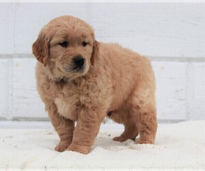 Golden Retriever Puppy for sale in APPLE CREEK, OH, USA