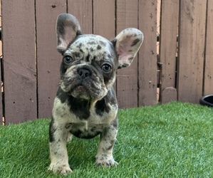 French Bulldog Puppy for sale in TAMPA, FL, USA