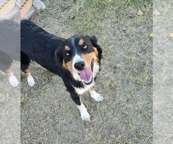 Medium Photo #1 Australian Shepherd-Unknown Mix Puppy For Sale in Grafton, WI, USA