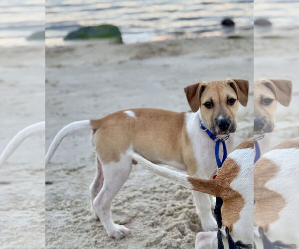 Medium Photo #7 Beagle-Unknown Mix Puppy For Sale in Royal Palm Beach, FL, USA