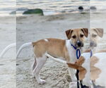 Small #6 Beagle Mix