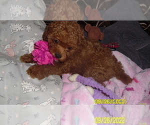 Poodle (Toy) Puppy for sale in DULUTH, GA, USA