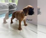 Puppy Penut Boxer