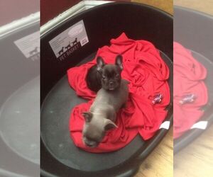 French Bulldog Puppy for sale in MADISON, WI, USA