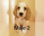 Small Photo #3 Cocker Spaniel Puppy For Sale in SAN DIEGO, CA, USA