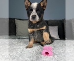Small Photo #1 Australian Cattle Dog Puppy For Sale in GREENFIELD, IN, USA