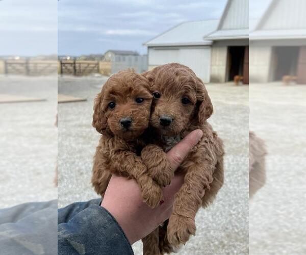 Medium Photo #2 Goldendoodle (Miniature) Puppy For Sale in SHIPSHEWANA, IN, USA