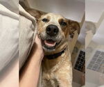 Small #1 Mutt