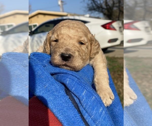 Medium Photo #3 Poodle (Standard) Puppy For Sale in HANFORD, CA, USA