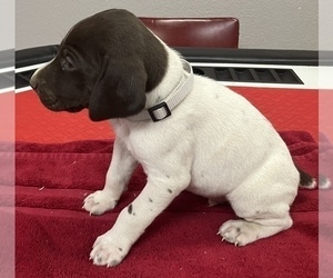 German Shorthaired Pointer Puppy for Sale in PAULDING, Ohio USA