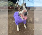 Small Bull Terrier
