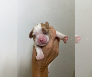 Cavalier King Charles Spaniel Puppy for Sale in MIAMI, Florida USA