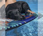 Small #5 Labrador Retriever Mix