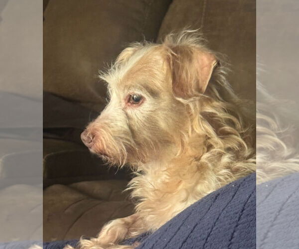 Medium Photo #3 Dachshund-Unknown Mix Puppy For Sale in Weston, FL, USA