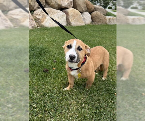 Medium Photo #3 American Pit Bull Terrier-Unknown Mix Puppy For Sale in Sandy, UT, USA