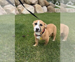 American Pit Bull Terrier-Unknown Mix Dogs for adoption in Sandy, UT, USA
