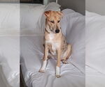 Small #3 Australian Shepherd-German Shepherd Dog Mix