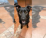 Small #1 Labrador Retriever Mix
