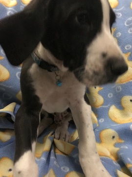 Medium Photo #5 Great Dane Puppy For Sale in COPPERAS COVE, TX, USA