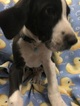 Small Photo #5 Great Dane Puppy For Sale in COPPERAS COVE, TX, USA