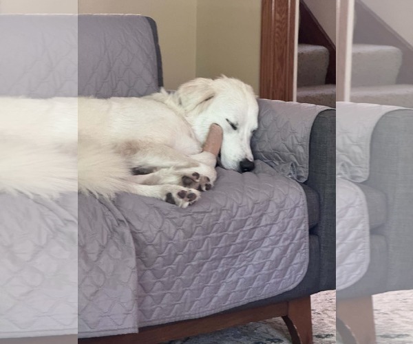 Medium Photo #9 Golden Pyrenees Puppy For Sale in Minneapolis, MN, USA