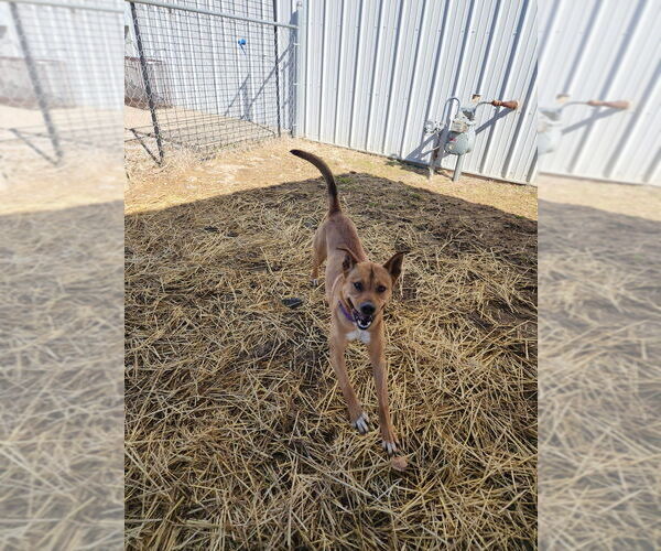 Medium Photo #7 American Pit Bull Terrier-Unknown Mix Puppy For Sale in Evansville, IN, USA