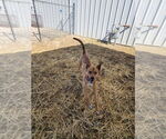 Small #6 American Pit Bull Terrier Mix