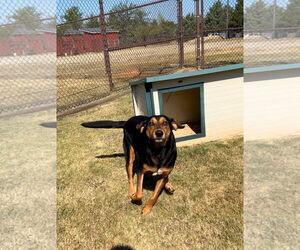 Black and Tan Coonhound-Unknown Mix Dogs for adoption in Grovetown, GA, USA