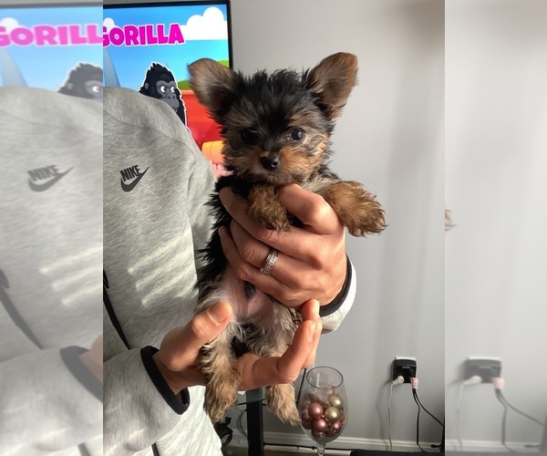 Medium Photo #1 Yorkshire Terrier Puppy For Sale in MITCHELLVILLE, MD, USA